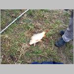 C.Lhota 3.4.2008 -41.JPG